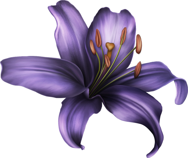Лилия на прозрачном фоне
