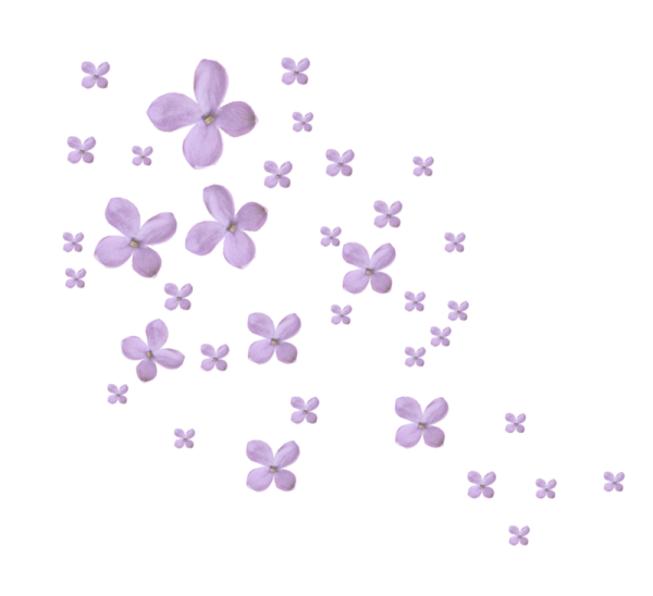 Мелкие цветы на прозрачном фоне