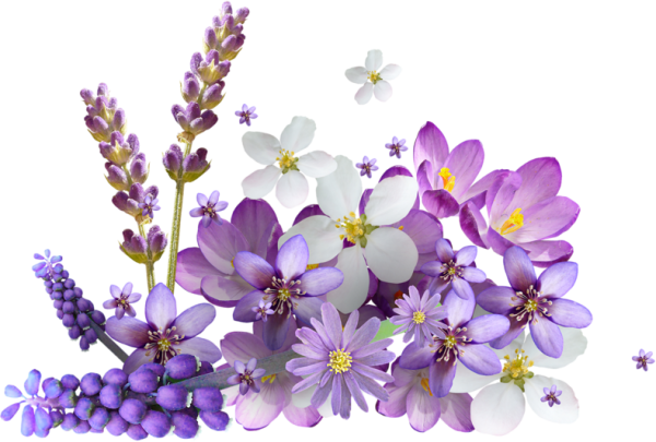 Фиолетовые цветы на прозрачном фоне