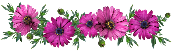 Цветы на белом фоне горизонтальные