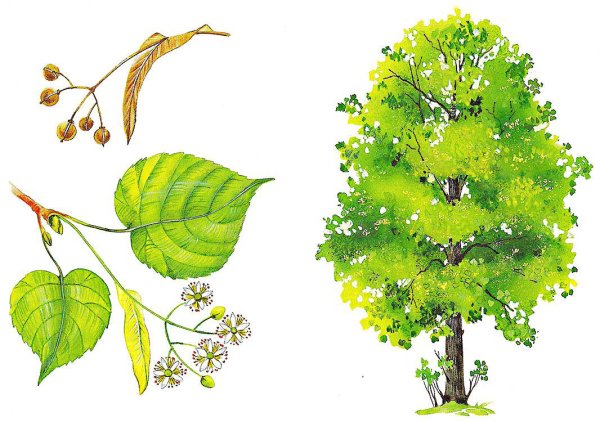 Липа сердцевидная кора