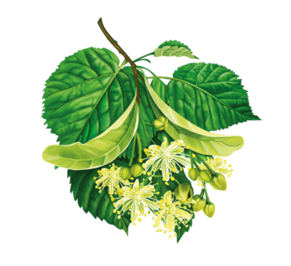 Липа дерево вектор