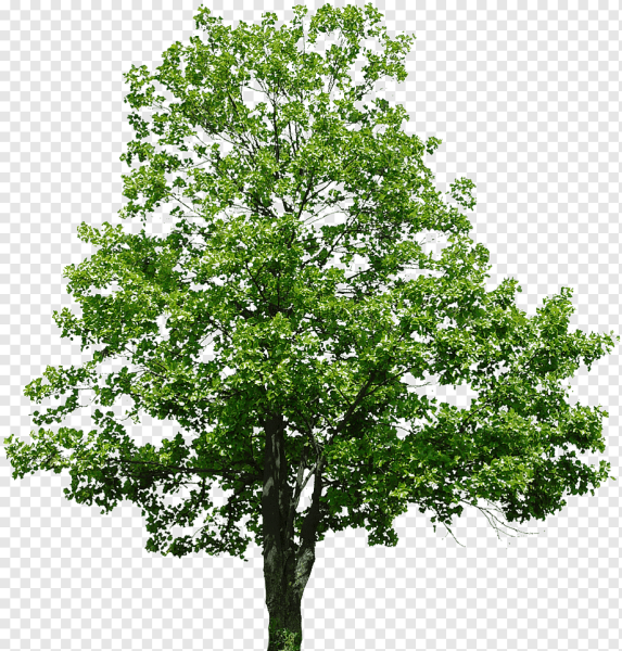 Дерево липа на белом фоне