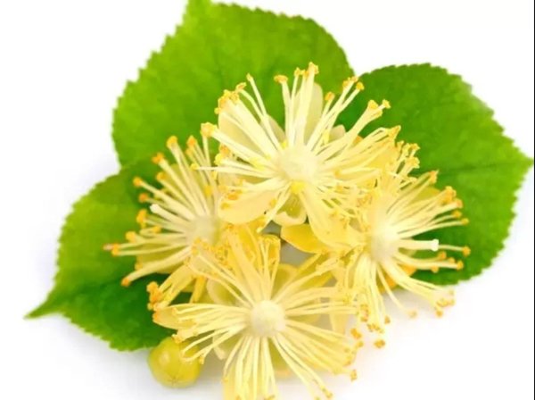 Цветы липы для детей