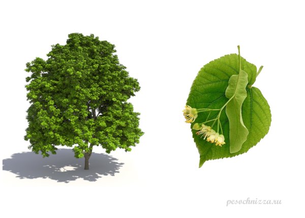 Липа мелколистная