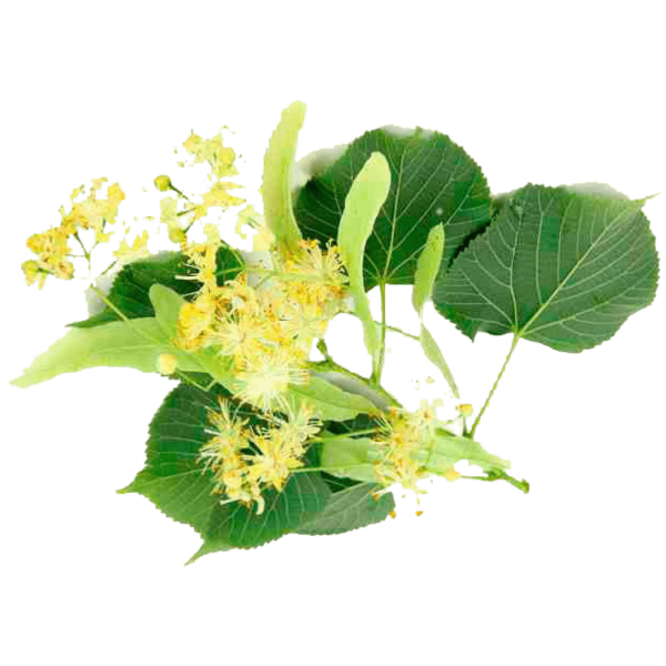 Липа Ива цветет