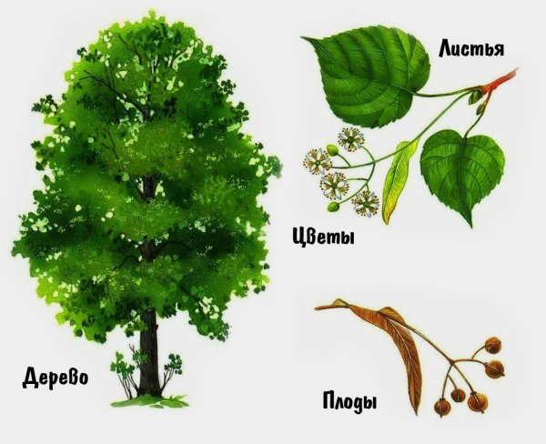 Липа картинка для детей