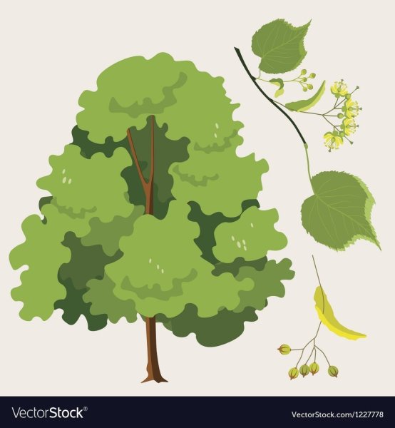 Осина мультяшная