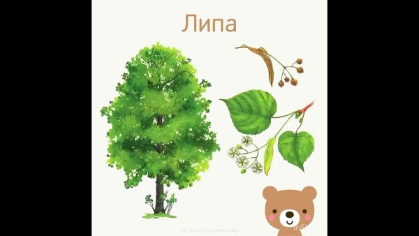 Дерево липа для детей