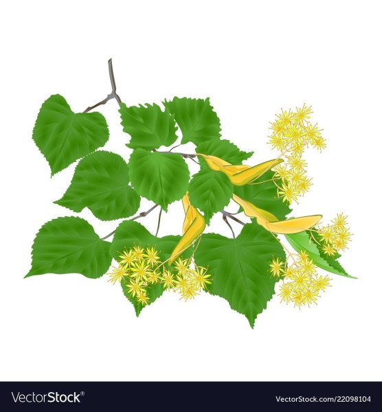 Цветок липы вектор