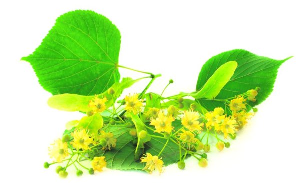 Липа сердцелистная