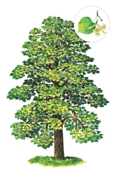 Липа рисунок