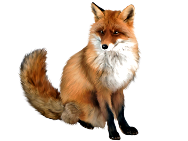 Лиса на прозрачном фоне