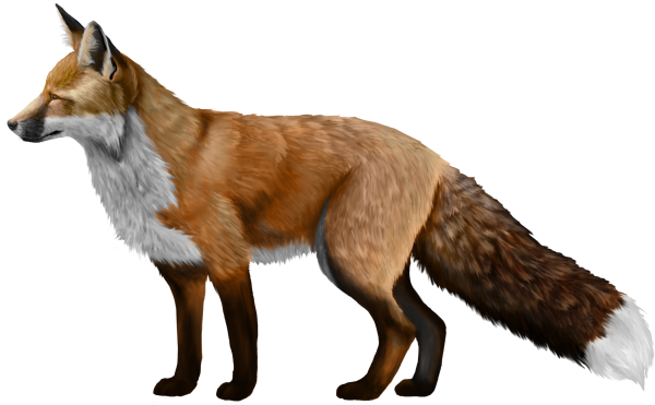 Лиса без фона