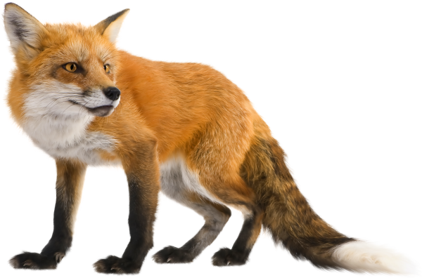 Животное на белом фоне