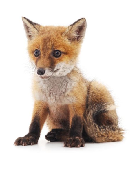 Маленький Лисенок на белом фоне
