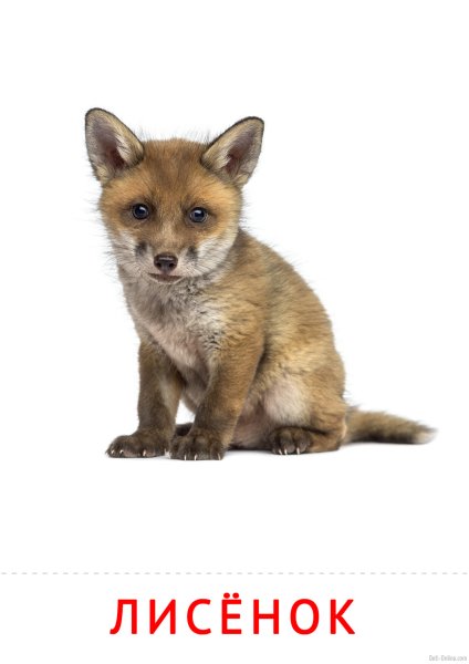 Лисенок на белом фоне