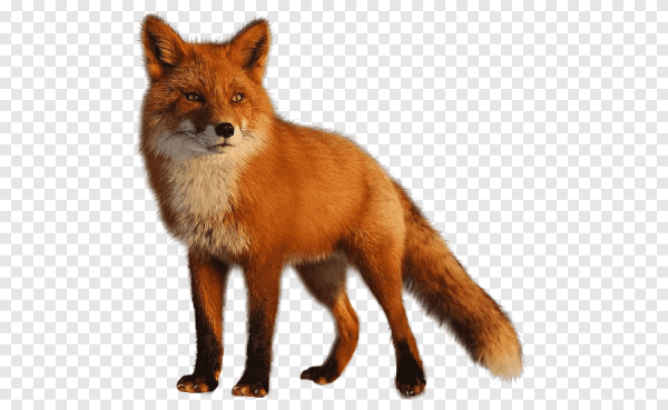 Лиса на белом фоне