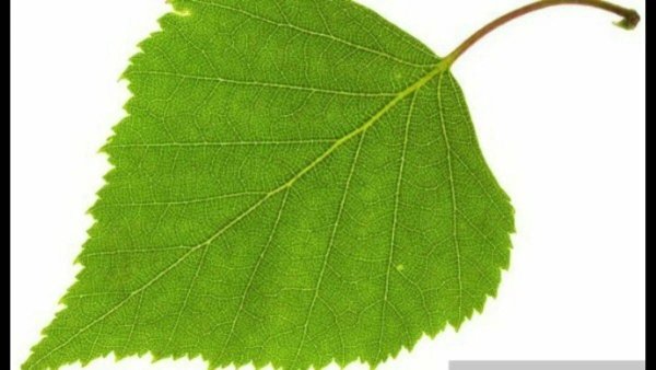 Березовый лист на белом фоне