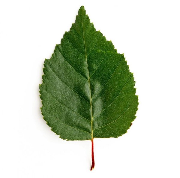 Берёза листья