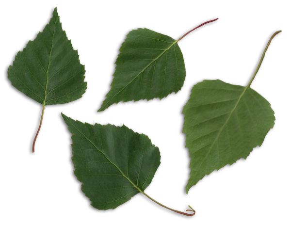 Берёза повислая