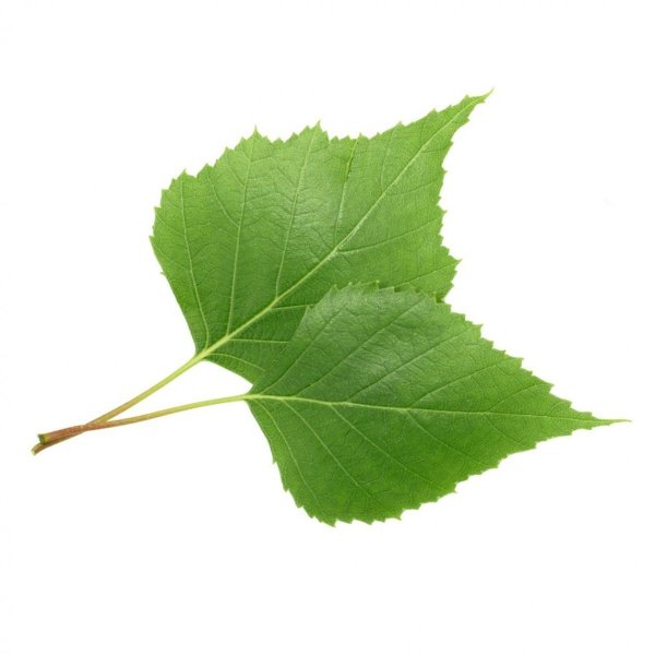 Листочки березы