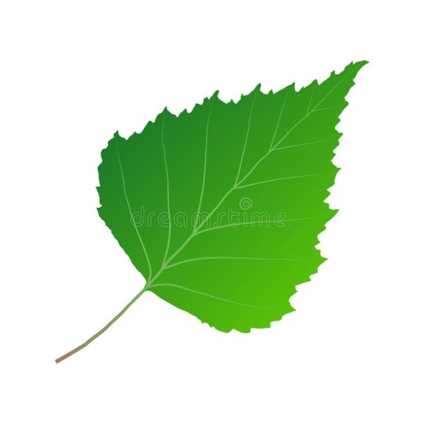 Лист березы для детей