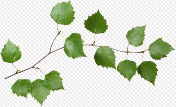 Березовая ветка на прозрачном фоне