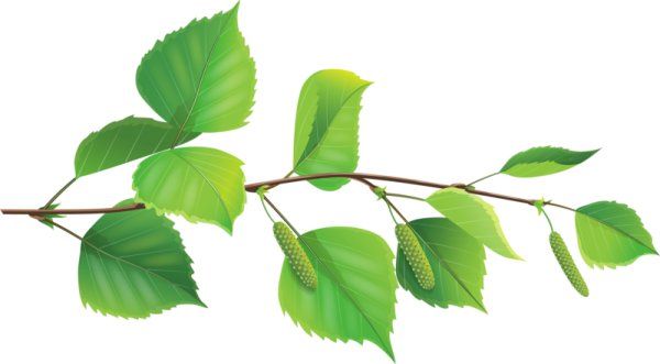 Ветки береза