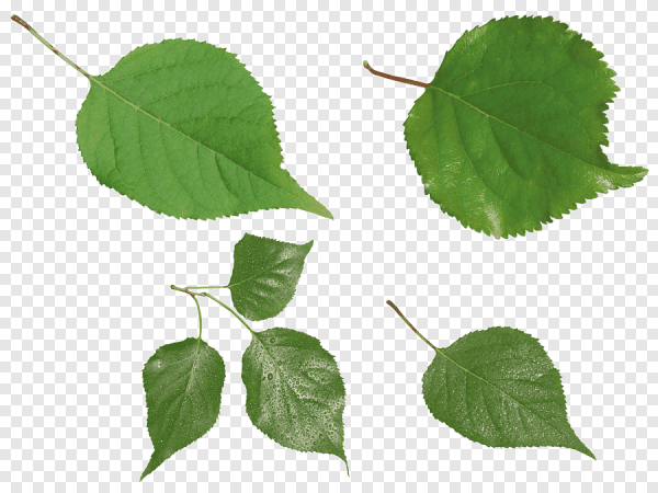 Берёза листья