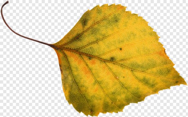 Осенние листья березы