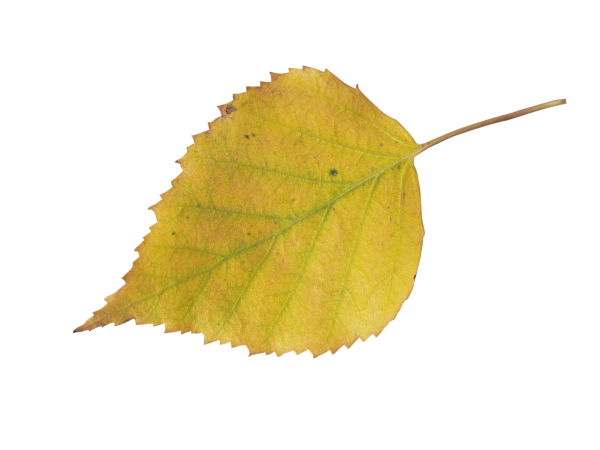 Осенние березовые листочки