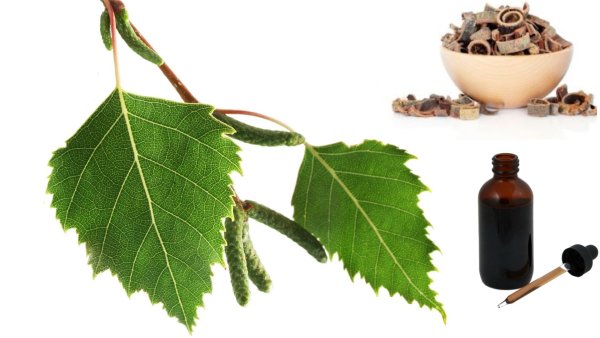 Листок березы