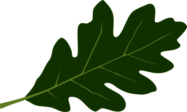 Дубовые листочки