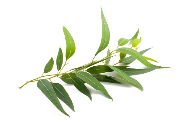Eucalyptus polybractea