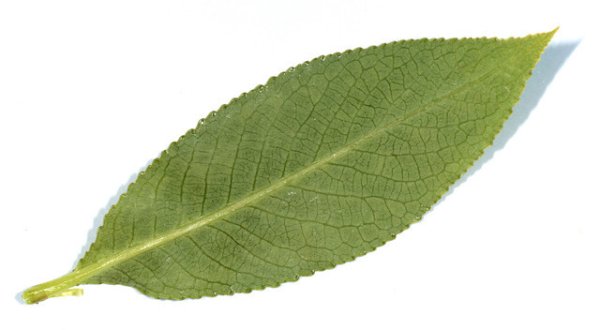 Лист ивы