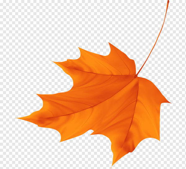 Осенний листок клена