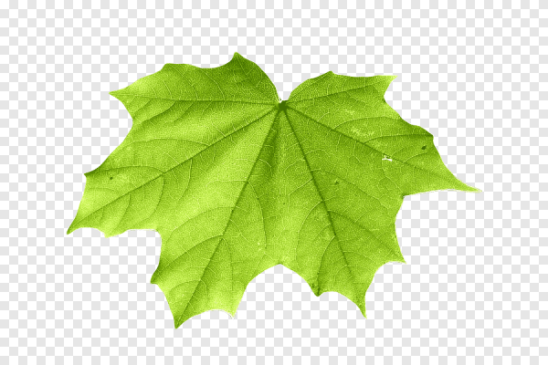 Кленовый лист зеленый