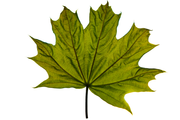 Лист клена