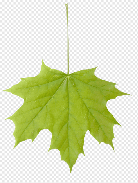 Кленовый лист