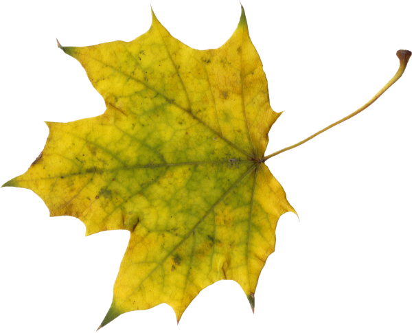 Кленовый лист на белом фоне