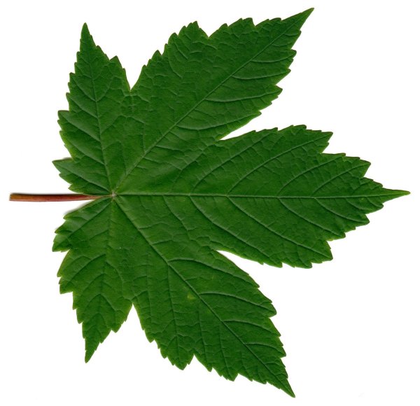 Лист дерева на белом фоне