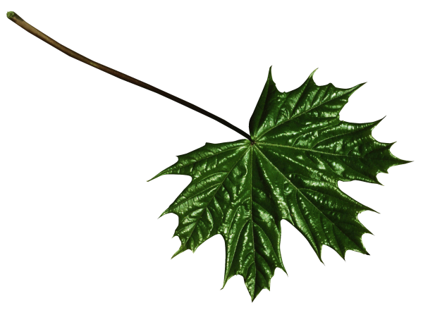 Большие листья