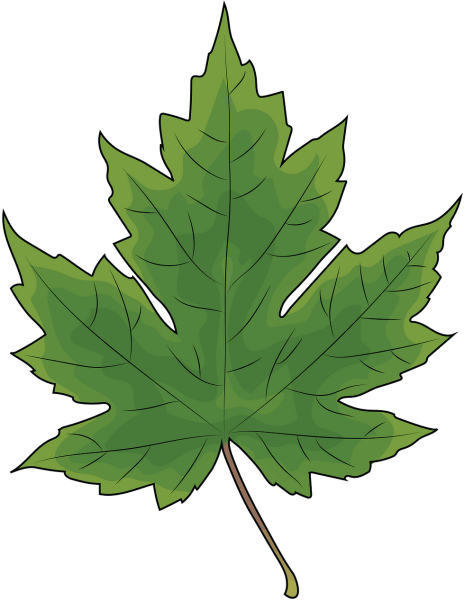 Листья клена зеленые для вырезания