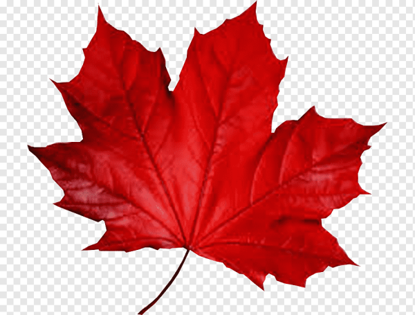 Красные листья на белом фоне