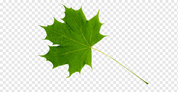 Кленовый лист на белом фоне салатовый