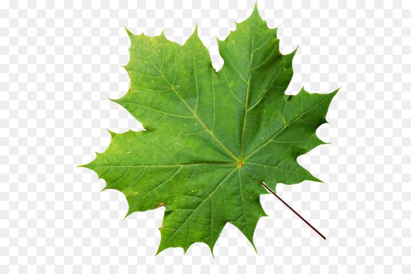 С какого дерева лист