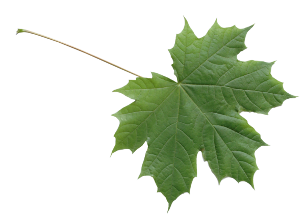 Зеленые листик клена на белом фоне