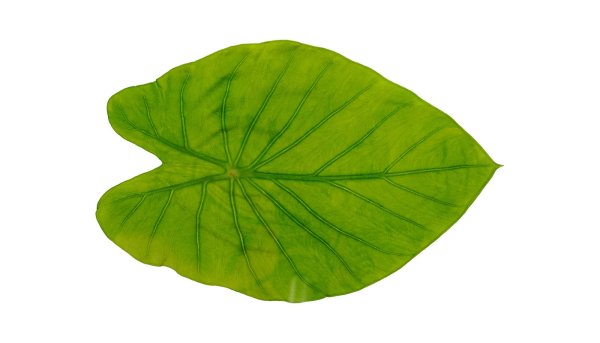 Листочки от кувшинок