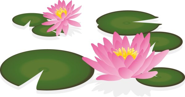 Кувшинка для детей